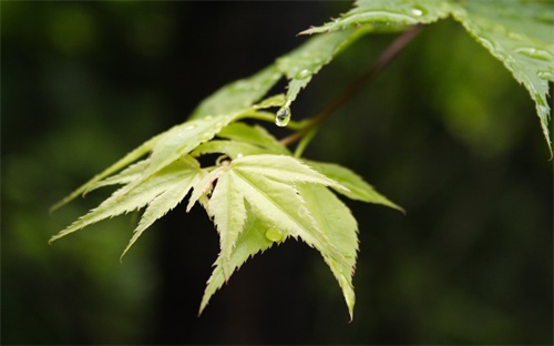 负面日语怎么说,一荣俱荣，一损俱损日本翻译:一荣一失